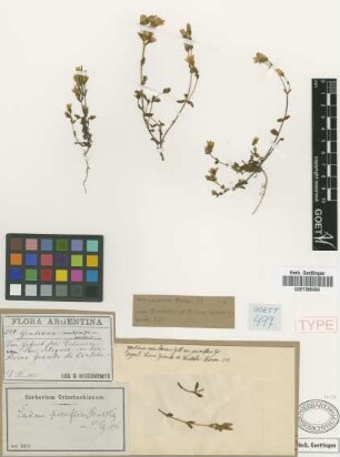 Gentiana parviflora (Griseb.) Gilg [type]