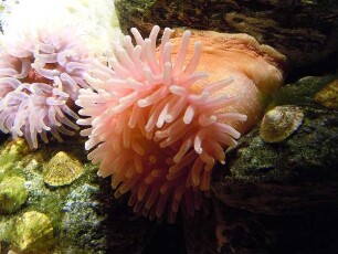 Stralsund - Ozeaneum : Aufgenommen im Ozeaneum von Stralsund am 21. April 2011