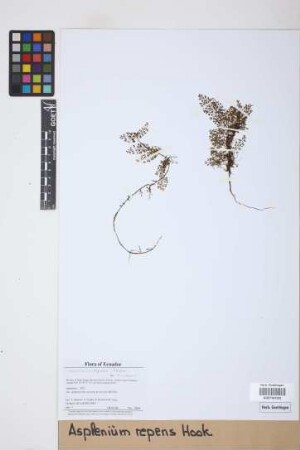 Asplenium repens Hook.