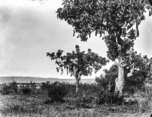 Leberwurstbäume : Zwei Leberwurstbaume (Kigelia africana) in der Nähe des Victoriasees
