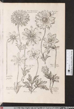 [Anemonen und Ranunkeln]
