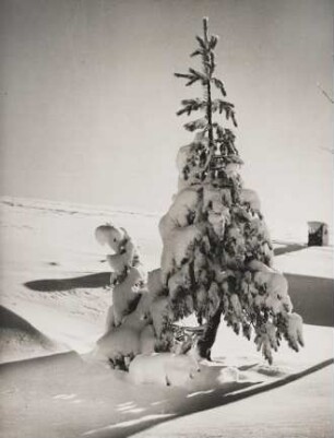 Winterlandschaft im Erzgebirge. Ein tief verschneiter Nadelbaum steht einsam in der Landschaft
