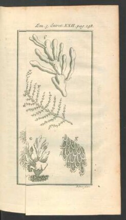 Tafel: Les plantes marines.