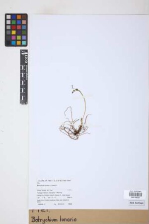 Botrychium lunaria