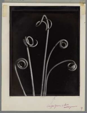 Wilder Knoblauch, junge Triebe im Frühling (Allium vineale)