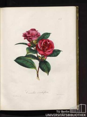 No. 7. Camellia conchiflora.