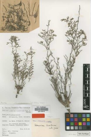 Limonium lucentinum Pignatti & Freitag [isotype]