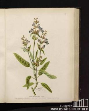 Salvia officinalis Linné. Salbei.