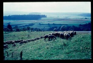 Schafherde 23.8.66.