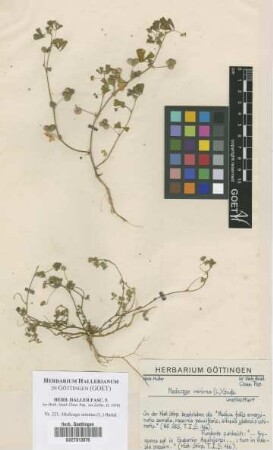 Medicago minima (L.) Bartal.
