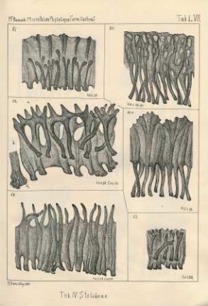 Tab. LVII.