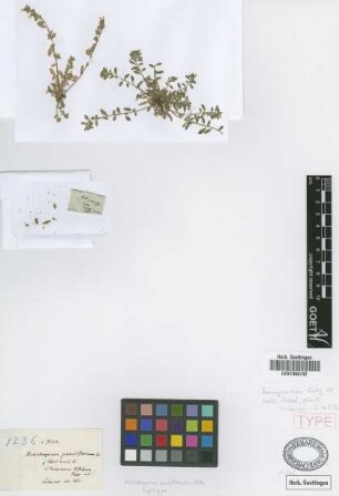 Heliotropium antillanum Urb. [syntype]