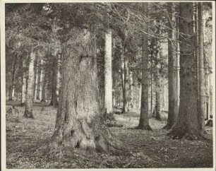 Spessart. Nadelwald bei Rohrbrunn