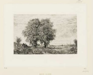 Ormeaux de Cénon