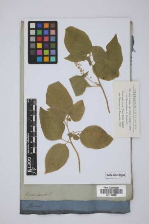 Rivina humilis L.