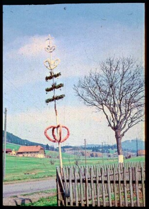 Palmen am Gartenzaun