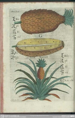G. Fan-Po-Lo-Mie. Seu Ananas Fructus