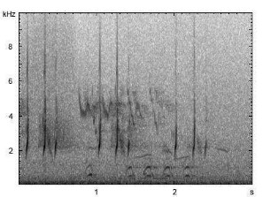 Wachtel | Coturnix coturnix - Gesang