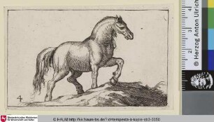 [Einen Hügel besteigendes Pferd nach rechts; Horse Ascending a Mound, Facing Right]