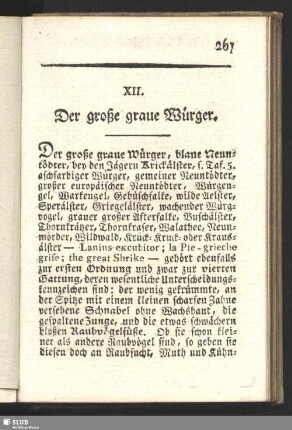 XII. Der große graue Würger