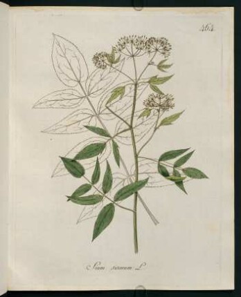 Sium sisarum L.