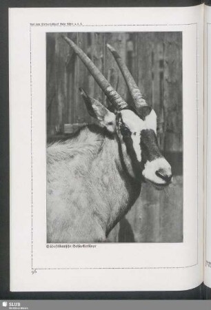 Südafrikanische Beisa-Antilope