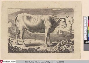 [Ein steheder nach rechts blickender Ochse; A Standing Ox Facing the Right]