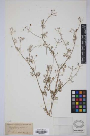 Coriandrum sativum L.