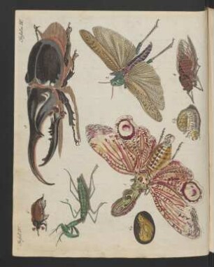 Merkwürdige Insecten.