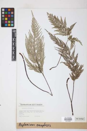 Asplenium onopteris