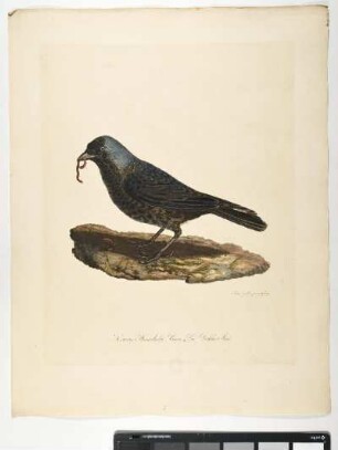 Corvus Monedula. Linn. Die Dohle. Mas. - Dohle. Corvus monedula; mas. - Zeichner und Stecher: Ambrosius Gabler