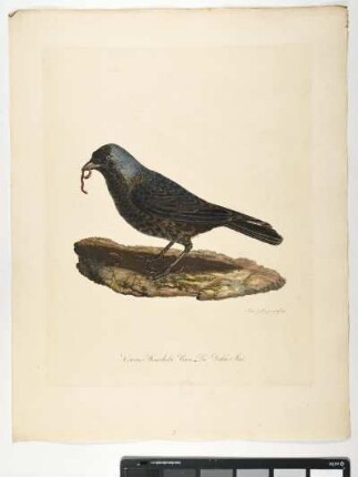 Corvus Monedula. Linn. Die Dohle. Mas. - Dohle. Corvus monedula; mas. - Zeichner und Stecher: Ambrosius Gabler