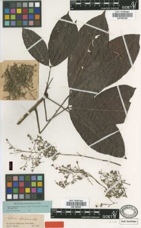 Siphonia spruceana Benth. [type]