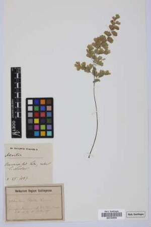 Adiantum capillus-veneris L.