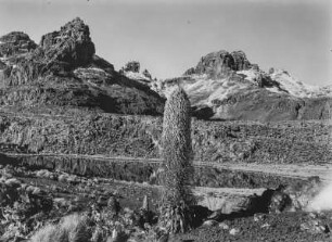 Lobelie : Blütenstand einer Lobelie im Mount-Kenya-Massiv