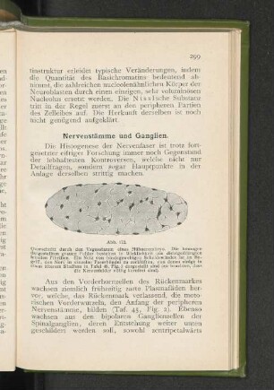 Nervenstämme und Ganglien.