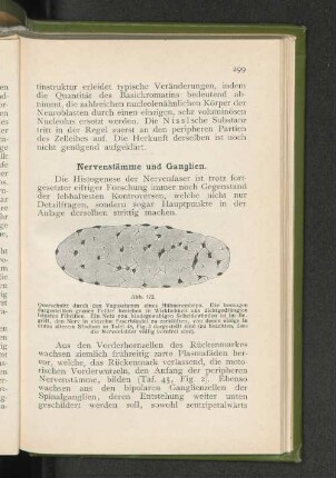 Nervenstämme und Ganglien.