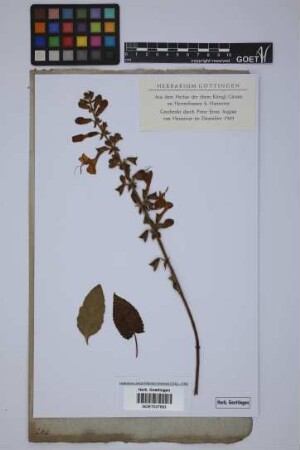 Salvia