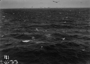Seevögel : Meer mit Seevögeln