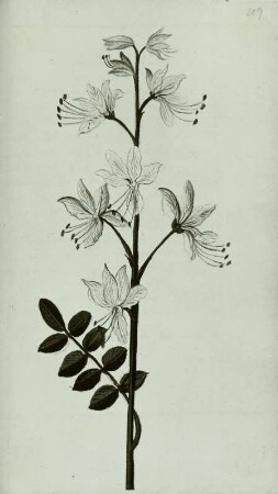 Gallus Luckius, Blumenbuch: Weißer Diptam - Dictamnue albus (Stengel-Detail mit Blütenstand)