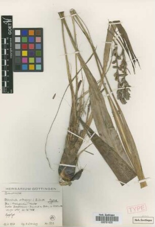 Pitcairnia ellenbergii L.B.Sm. [isotype]