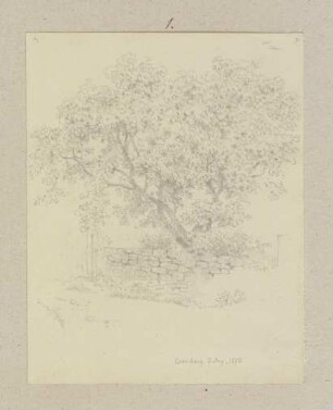 Baum hinter einer Gartenmauer