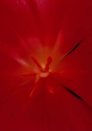 Tulpeninneres, Close-Up