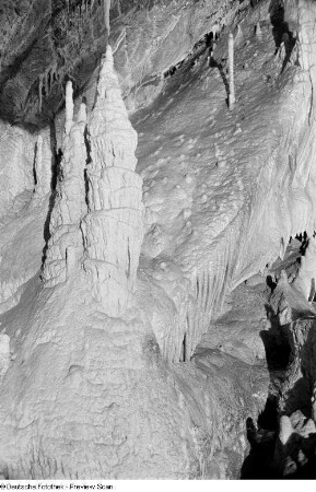 Lebensbaum in der Baumannshöhle