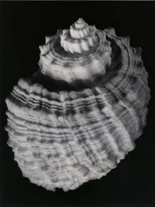 Cancellaria noduli, Japan