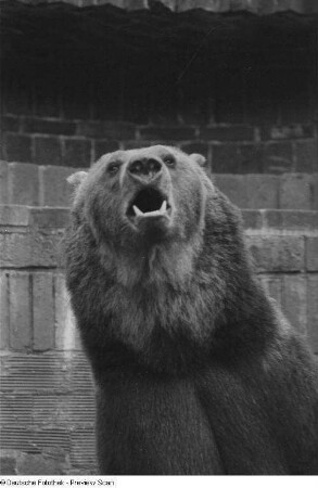 Ein Braunbär im Leipziger Zoo