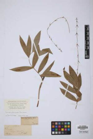 Calamus