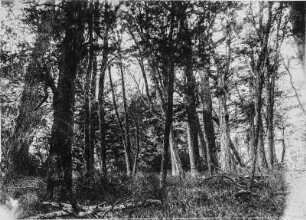 Wald : Blick in einen Wald