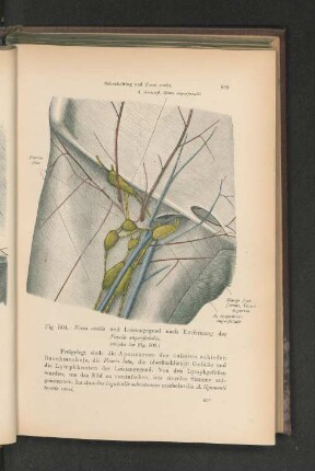 Fig. 504. Fossa ovalis und Leistengegend nach Entfernung der Fascia superficialis.