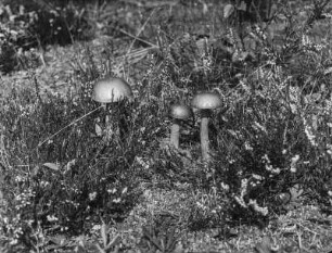 Gemeiner Birkenpilz : Gemeiner Birkenpilz (Leccinum scabrum Gray).